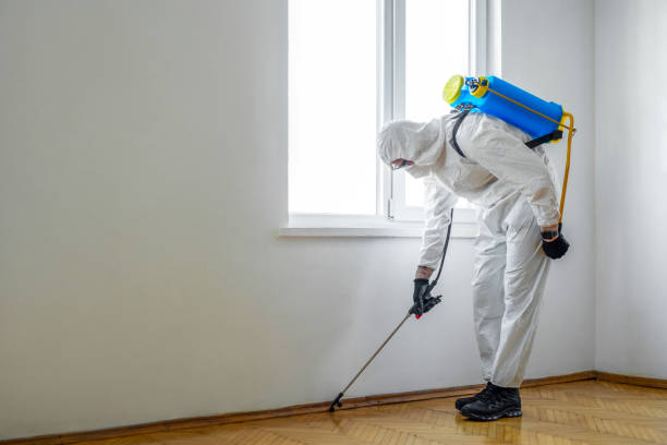 Best Wasp Removal Services  in Rising Sun Lebanon, DE